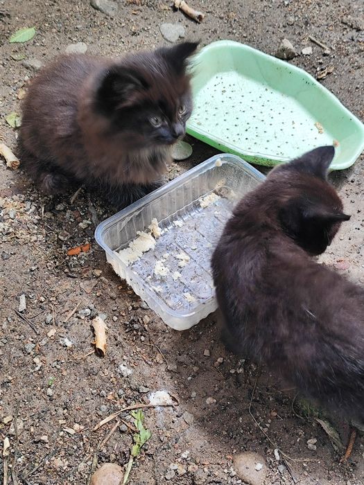 Котята бесплатно
