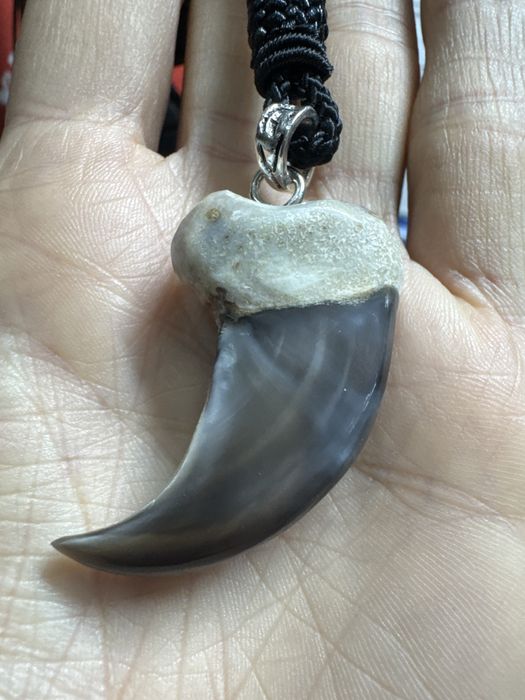 Продам Коготь медведя