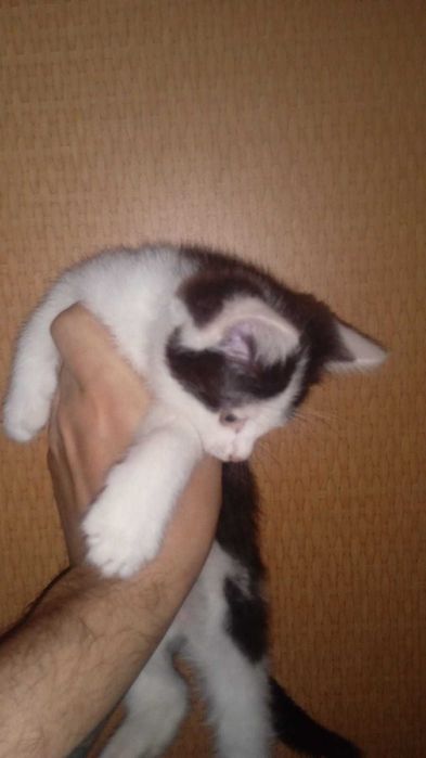 Отдам котят 2 месяца