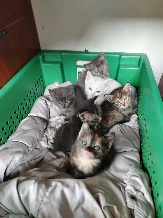 Отдам котят в добрые руки