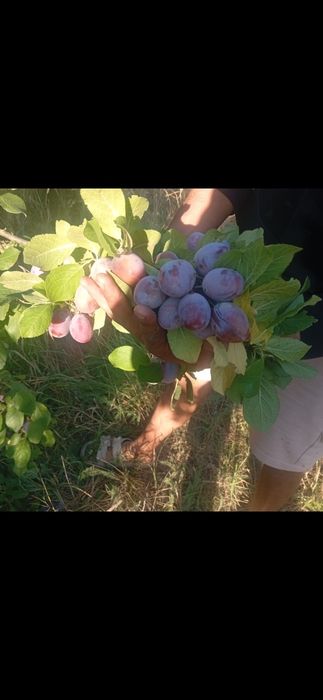 Prune de tuica si palinca cu transportul gratuit la domiciliu