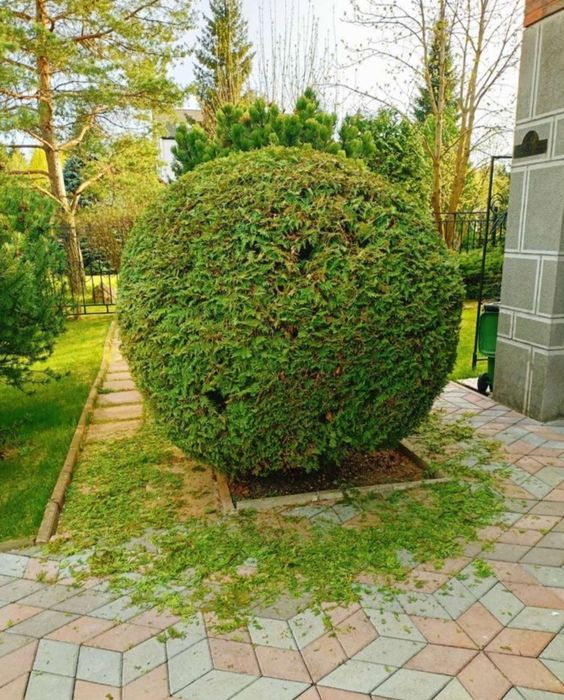 Садовник, Вогбон по городу Ташкенте работаю