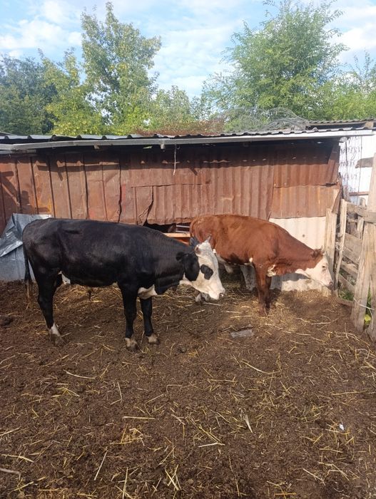 Продам бычки ...