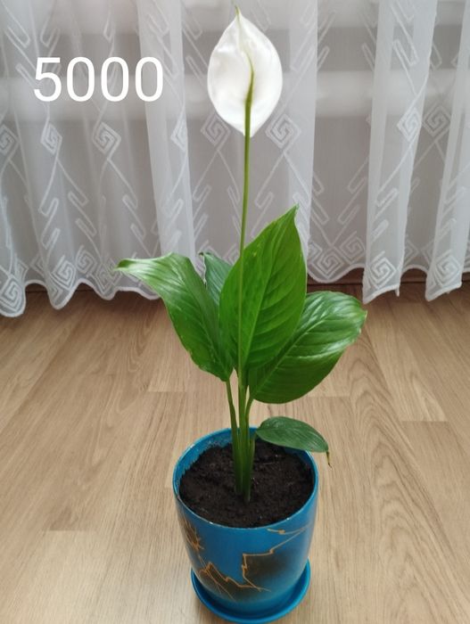 Продам спатифиллум гигант