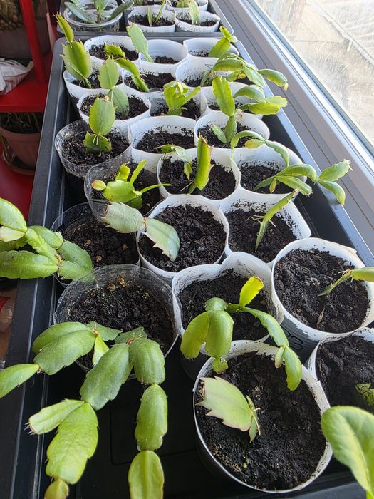 Комнатные (домашние) цветы