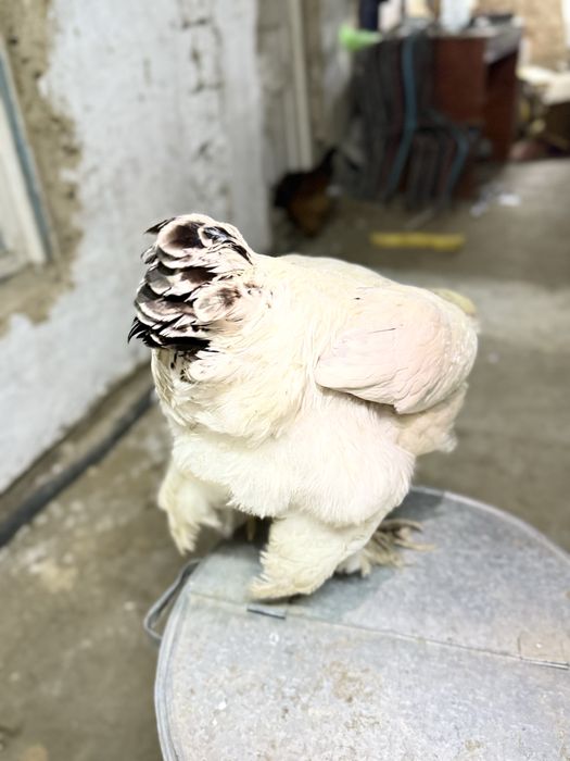 сатылады брама таук