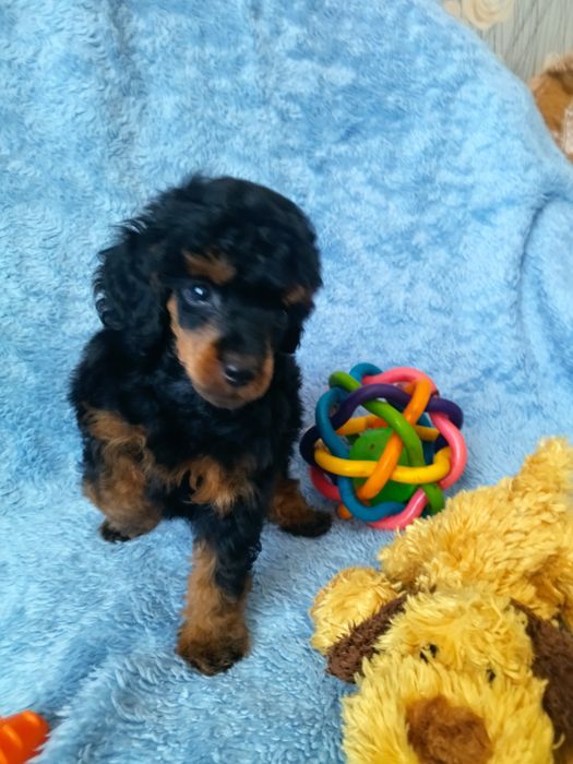 Девченка той пудель