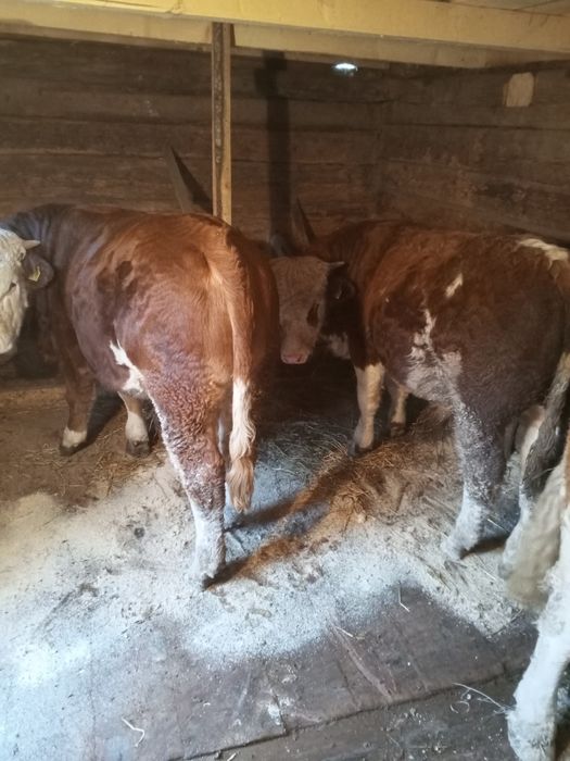 Tăurași de vânzare