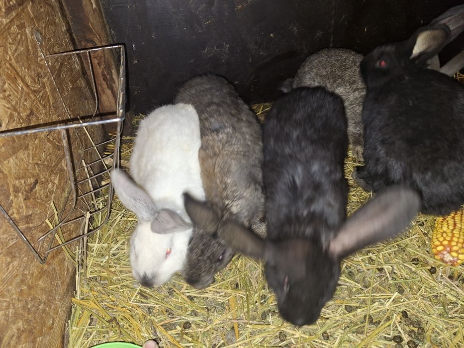 Vând iepurași rasa comuna