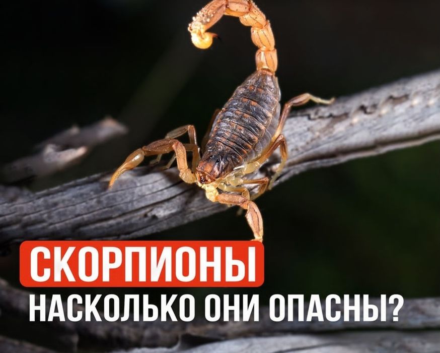 Дезинфекся услугй