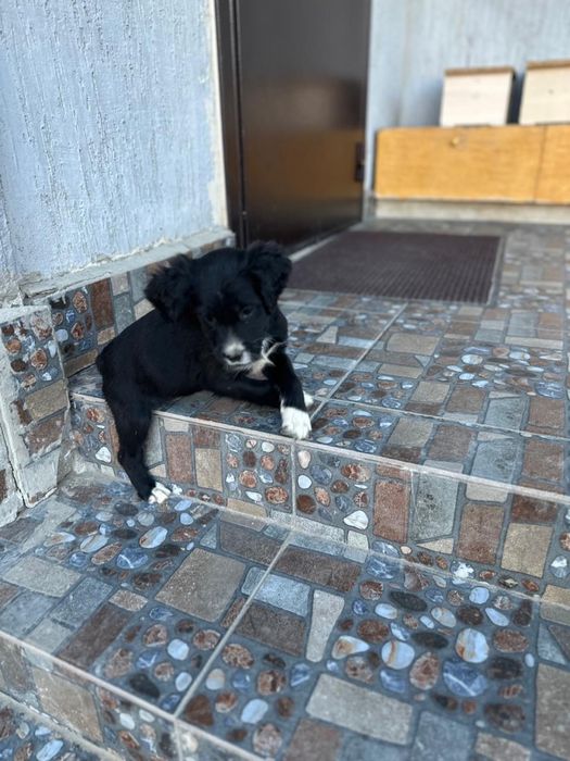 Щенки спаниеля уже 2 месяца