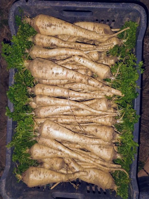 Pătrunjel cu frunza