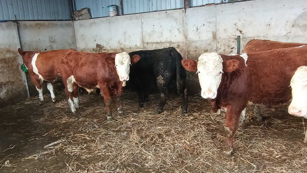 Taursi între 240 și 330 kg