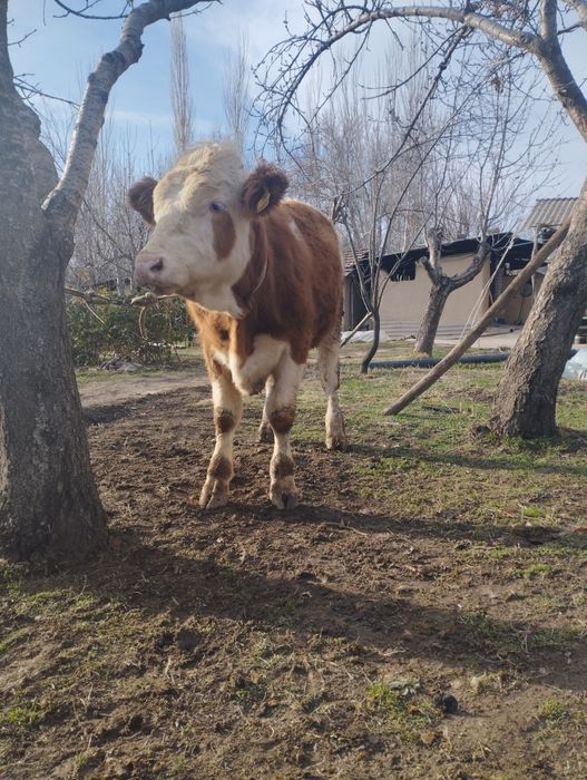 Smental buqacha sotiladi