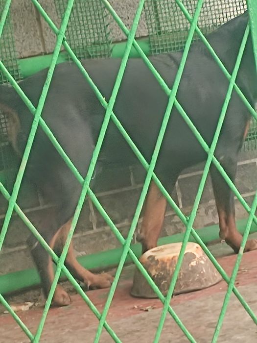 Вязка Ротвейлер кобель