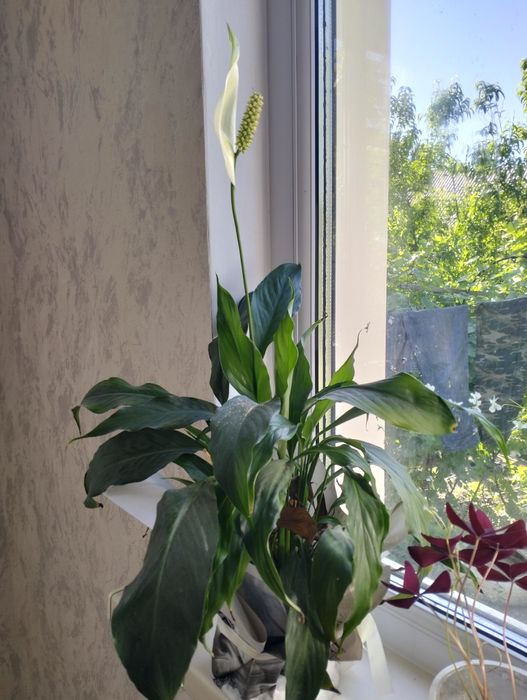 Комнатные цветы.