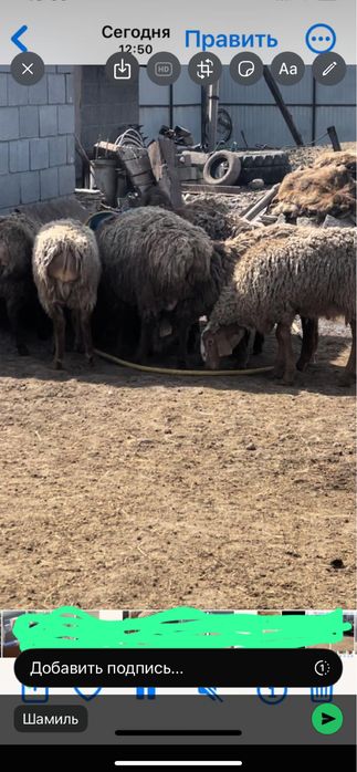 Продам жирных баран