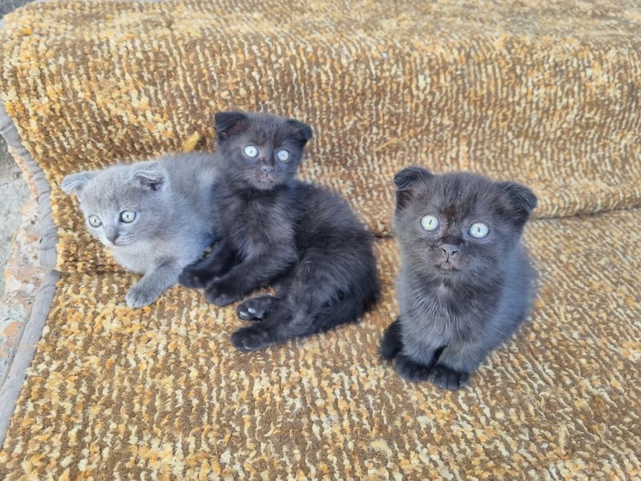 Котята кошки марғау