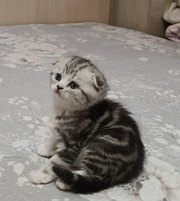 Продаются котята