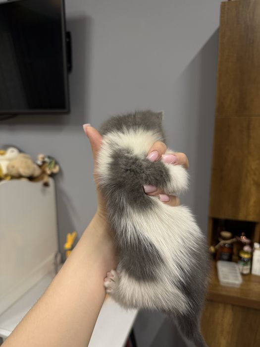 Скотиш страйт, девочка