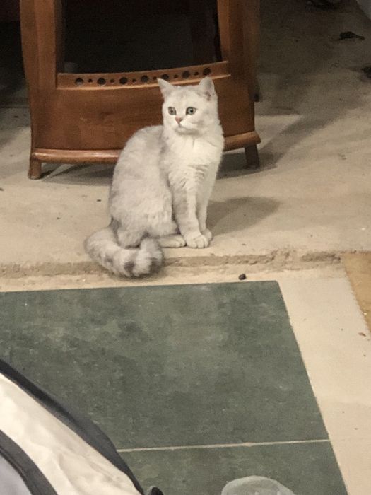 Британская шиншила