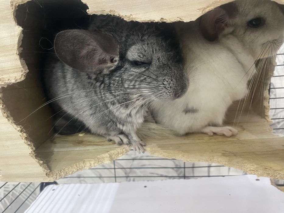 Продам шиншилл мальчик и девочка