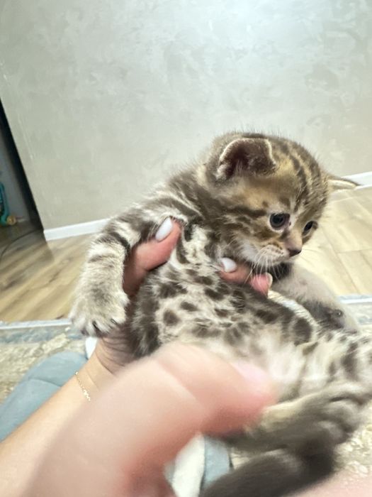 Миленькие котята