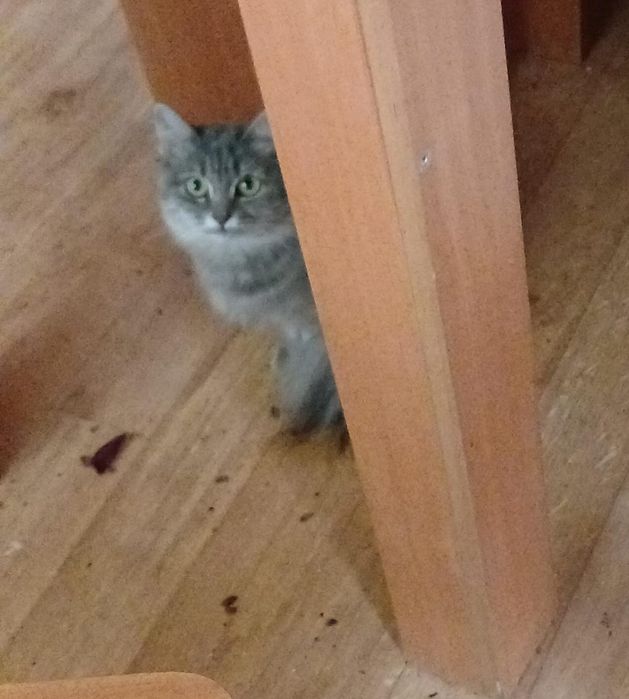 Кошка в добрые руки. Бесплатно.
