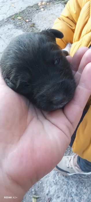 Отдам щенков в хорошие руки.