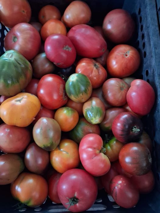 Продам помидоры домашние