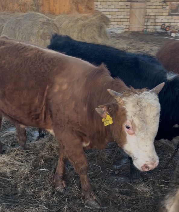 Откорм бұқа сатылады