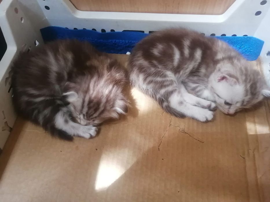 Шотланские котята
