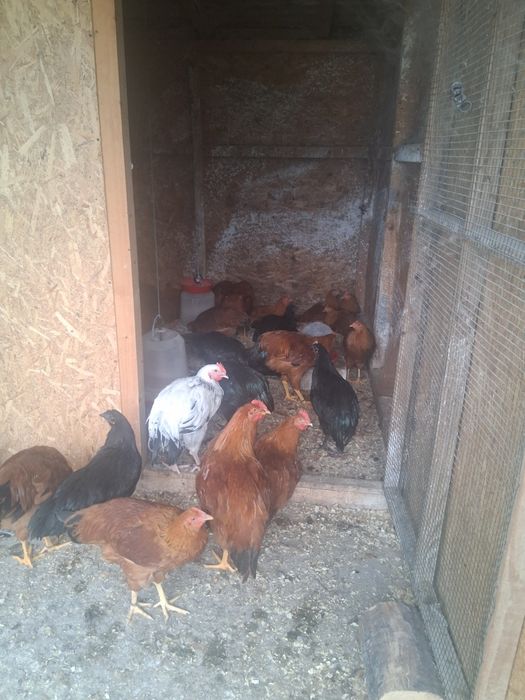 Cocosei australorp si new hampshire