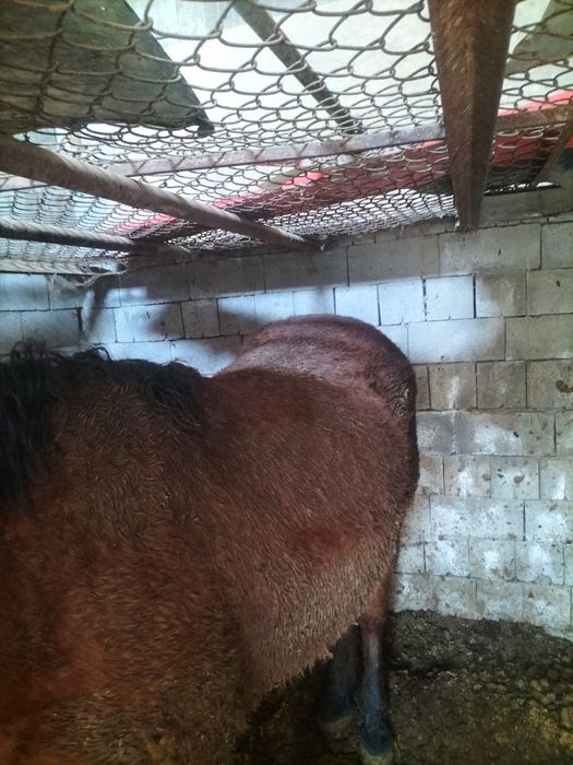 Продам Лошадь 4 годовалый