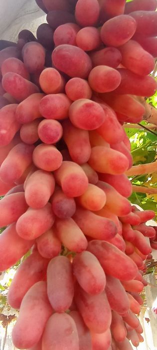 Богбон хизмати ток кесиш консултация бериш пайванд килиш