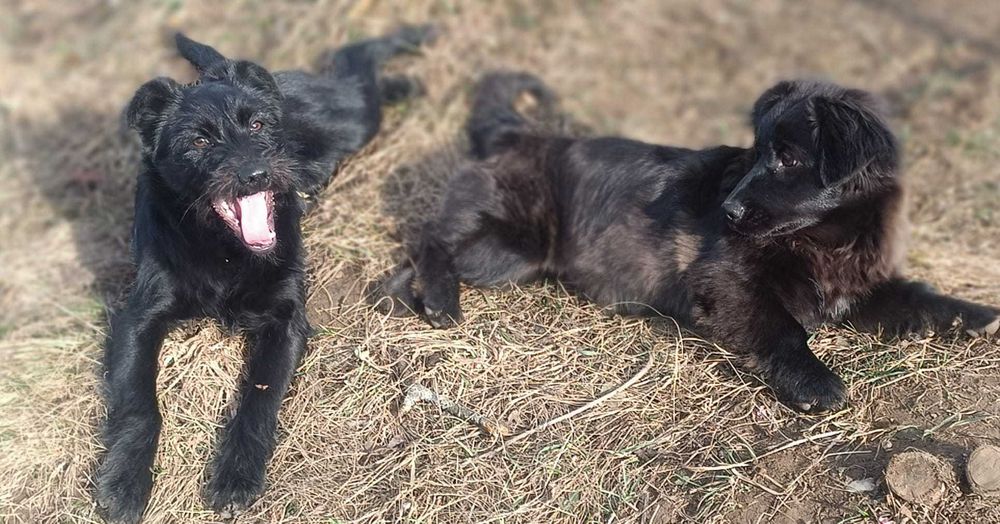 Donez două cățelușe