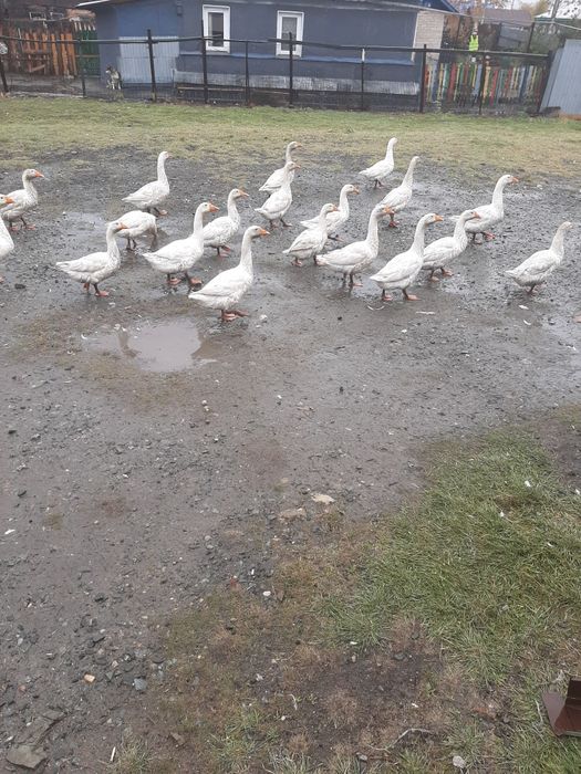 Продам гусей живьем