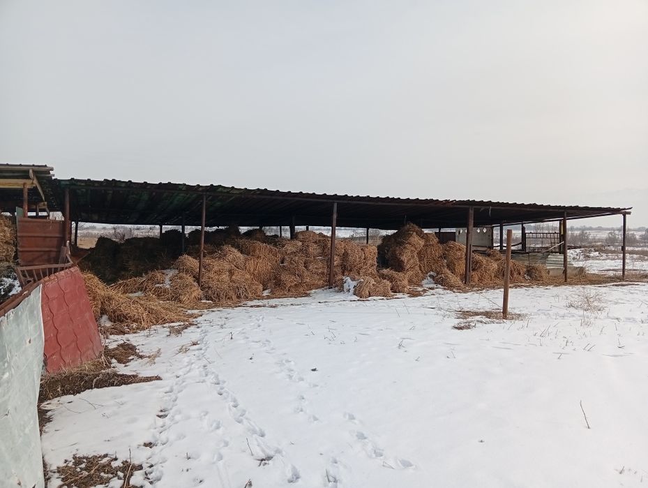 Продам сено разнотравье. Самовывоз.