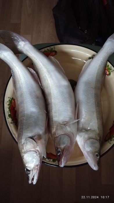 Продам рыбу судак