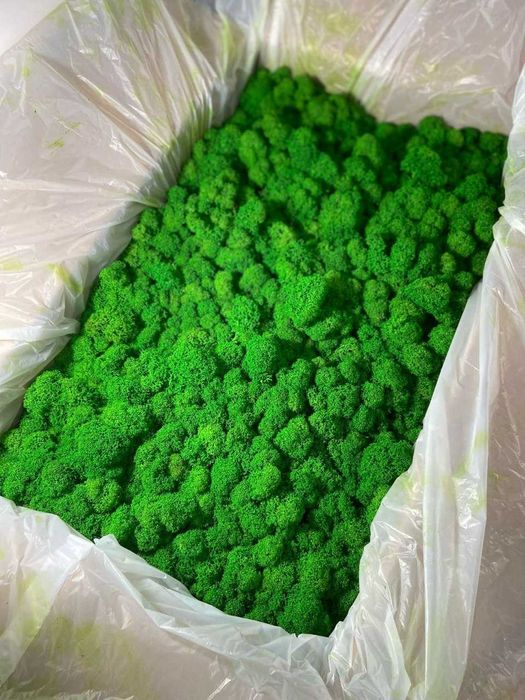 Стабилизированный мох (ягель), Зелёное Яблоко, свежий, 1 кг