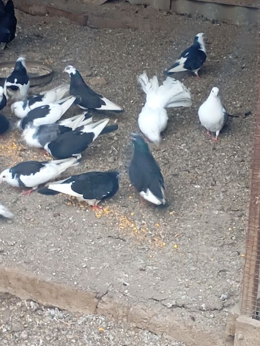 Porumbei gălățeni cu joc ...