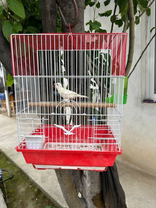 Kanareyka Nar 6 oylik