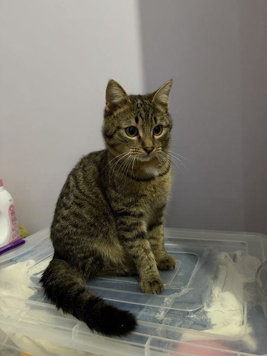 в добрые руки кота