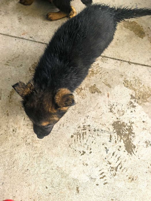 Свободна Немска Овчарка