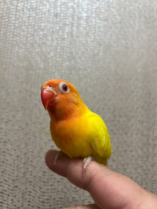 Ruchnoy lutina papugay sotiladi