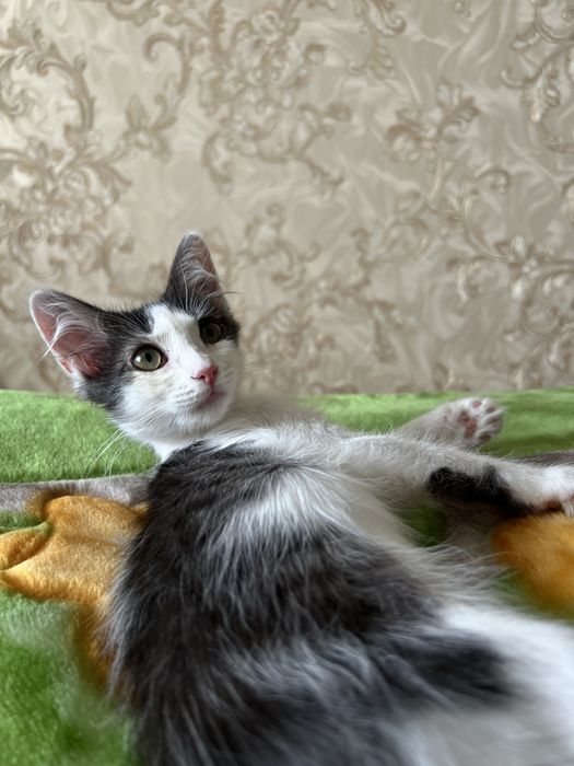 В добрые руки котенок-девочка
