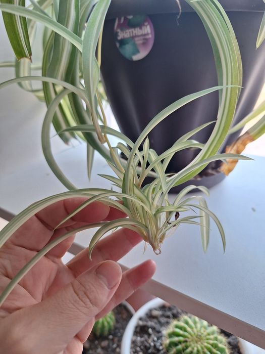 Кудрявый отростки