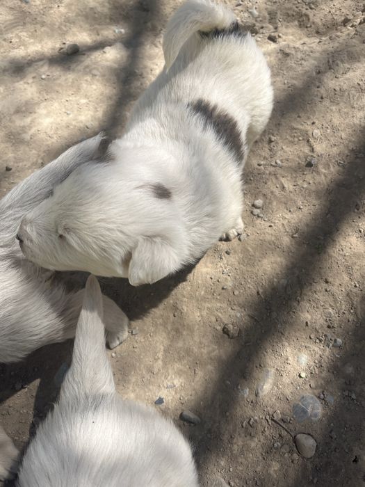 Щенки отдаются.