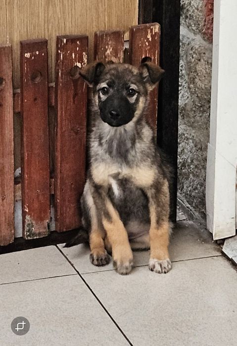 Классные щенки  в добрые руки!