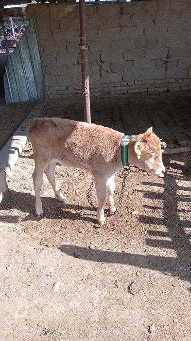 Сиыр сатылады бызауымен